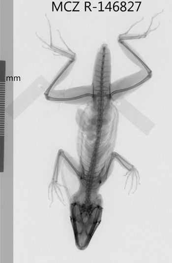 Media type: image;   Herpetology R-146827 Aspect: dorsoventral x-ray
